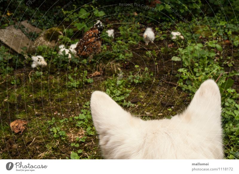 Hund beobachtet Huhn und Küken Natur Tier Haustier Nutztier Tiergruppe beobachten fangen Fressen füttern Jagd natürlich Haushuhn bewachen achtsam Vorsicht