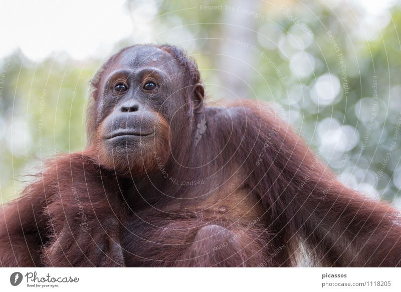 Orang Utan im Regenwald Tier Wildtier 1 Fährte Tierliebe Abenteuer Tierporträt