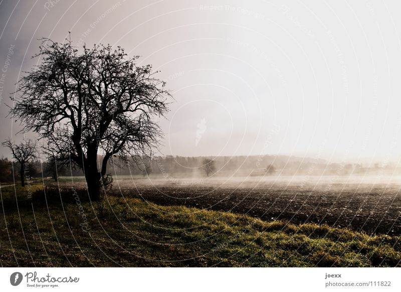 Energieaufnahme Baum Bodennebel Erholung Herbst Idylle Morgen Denken Nebel Nebelwand unklar poetisch Romantik ruhig Sonnenenergie Sonnenlicht Sonnenstrahlen