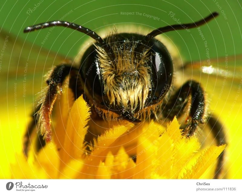 Erdbiene ( Andrena florea ) 03 Sandbiene Biene Wespen Insekt Honig fleißig gelb schwarz grün gestreift Sommer Frühling Fühler Tier Sammlung Nordwalde