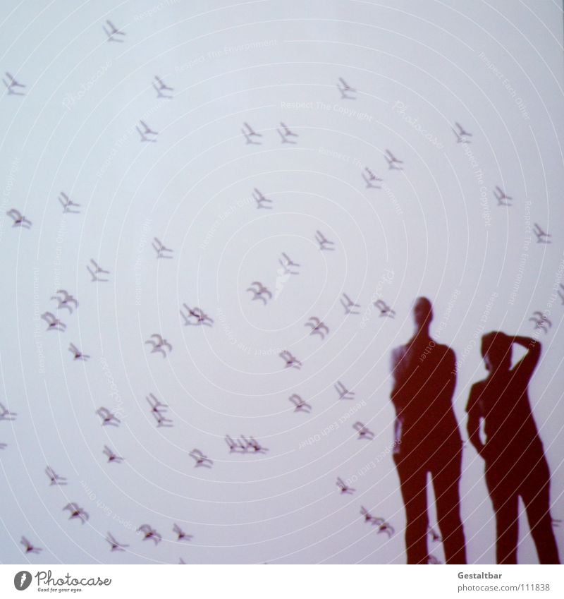 Schattenspiel 15 Vogel Frau Silhouette geheimnisvoll stehen Denken Aussicht gestaltbar Ausstellung Schwarm fliegen Projektionsleinwand Mensch Blick Bewegung