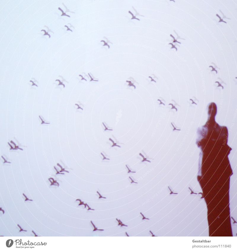 Schattenspiel 17 Vogel Frau Silhouette geheimnisvoll stehen Denken Aussicht gestaltbar Ausstellung Schwarm fliegen Projektionsleinwand Mensch Blick Bewegung