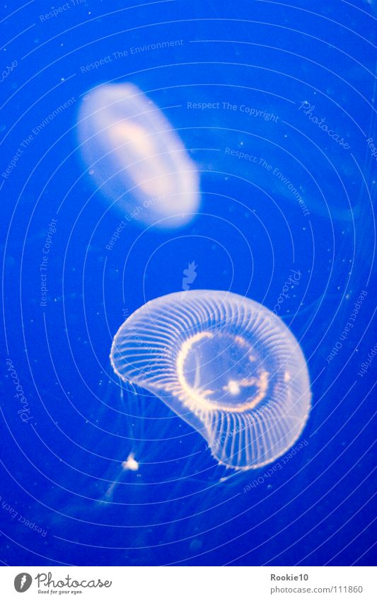 Fremde Welt geheimnisvoll fremd einzigartig Aquarium leicht unberührt Meer unheimlich faszinierend geschmackvoll blau Wasser sanft edel meeresbewohner
