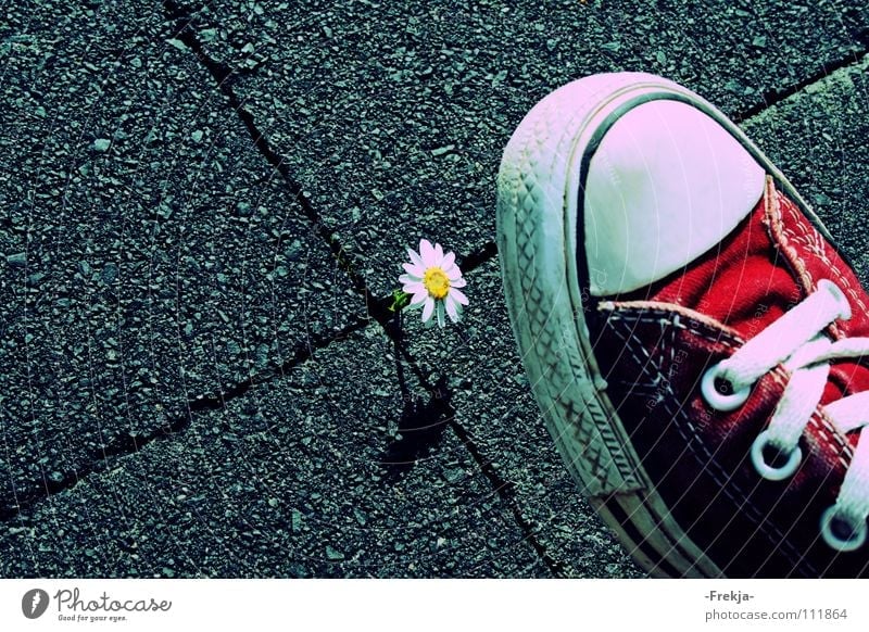 Be Aware! Chucks Gänseblümchen Blume Schuhe Moral Allstar Laces Flower Daisy Natur Turnschuh