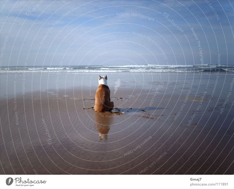 Sehnsucht Meditation Meer Strand Hund Tier Trauer Ausdauer Konzentration Säugetier warten Wasser Sand geduldig Imagination