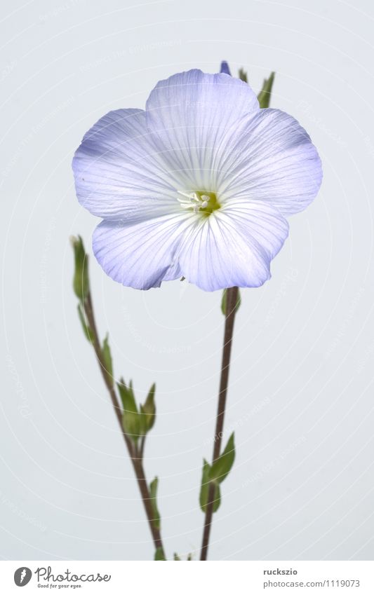 Franzoesischer Lein, Linum narbonense, Alternativmedizin Natur Pflanze Blume Blüte Wildpflanze Feld frei blau weiß Narbonense Zierpflanze blau Bluehen