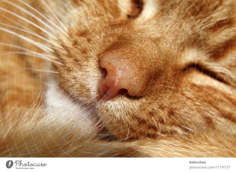 schlummern Haustier Katze Tiergesicht Fell 1 Liebe schlafen träumen schön niedlich wild orange Schutz Geborgenheit Warmherzigkeit Tierliebe ruhig Nase Schnauze
