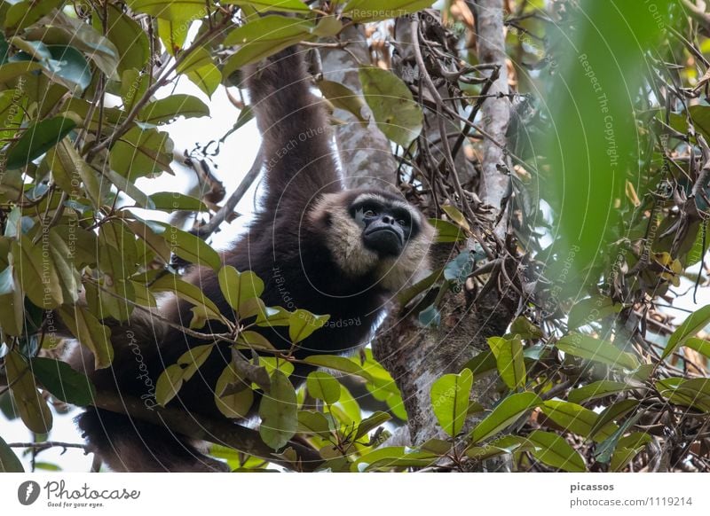 Gibbon Wildtier Tiergesicht 1 exotisch fantastisch Tierporträt