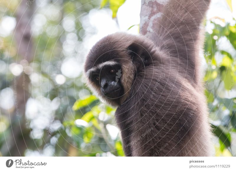 Gibbon im Regenwald Ferien & Urlaub & Reisen Abenteuer Expedition Tier Wildtier 1 exotisch Tierporträt