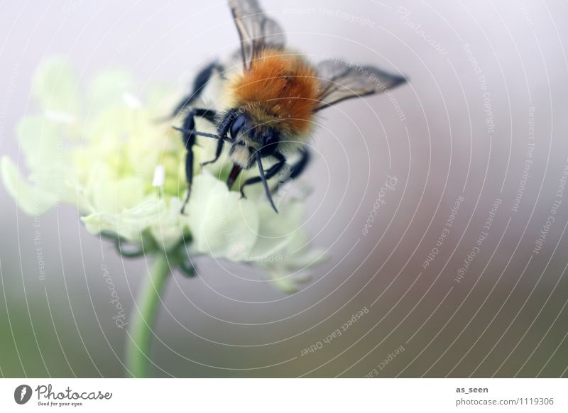 Blüte und Biene Honig Honigbiene Wellness Leben harmonisch Tier Nutztier Wildtier Tiergesicht Flügel Rüssel Gliederfüßer Fühler Tierfuß 1 Fressen genießen