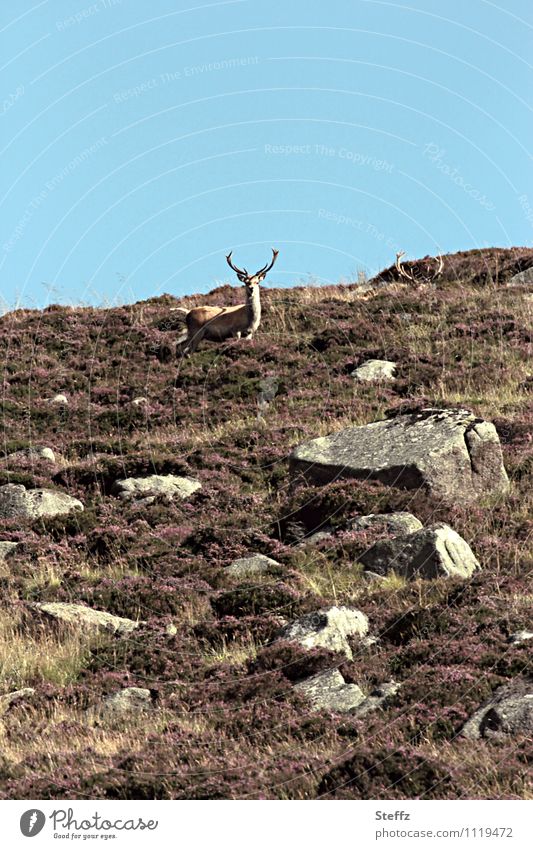 Hirsche auf dem Hügel in Schottland wilde Natur rauhe Natur nordische Natur nordische Romantik schottischer Sommer Sommer in Schottland Sommer im Norden
