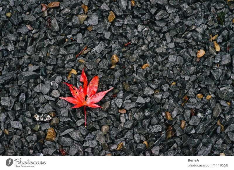 Herbst Natur Pflanze Erde Blatt Ahornblatt Stein alt liegen grau orange rot Vergänglichkeit Wandel & Veränderung Kieselsteine Japanischer Ahorn herbstlich
