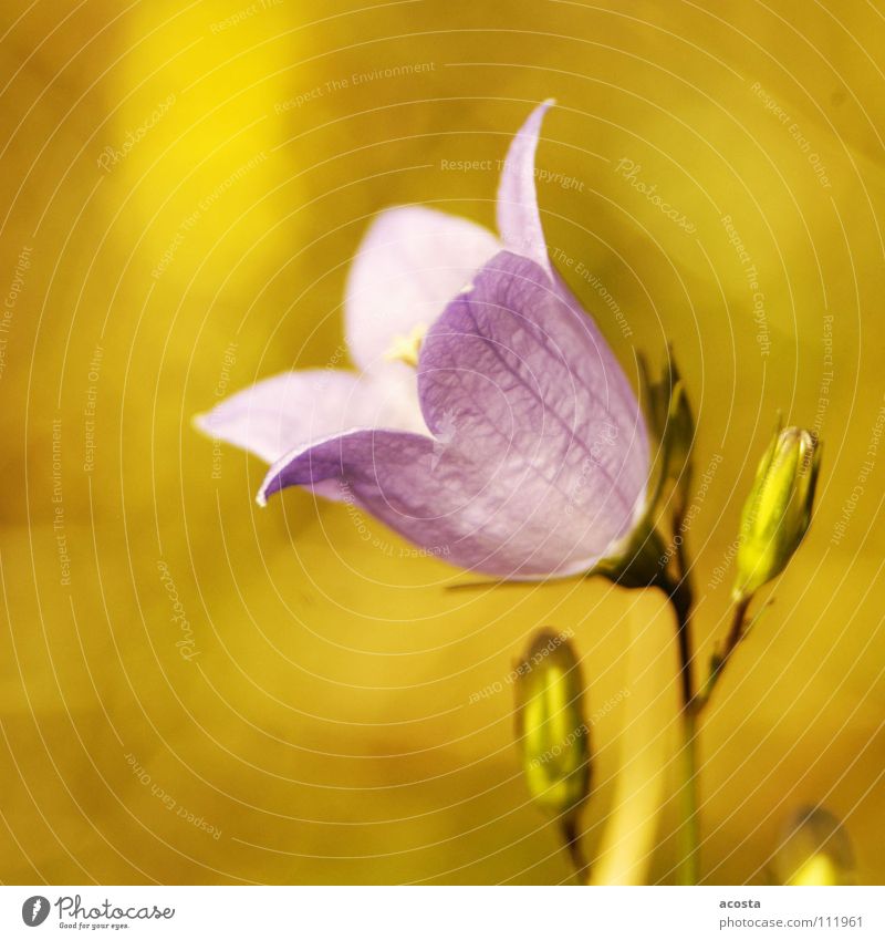 lila_sommer Blume Unschärfe Sommer violett Wiese grün Physik Außenaufnahme pfanzen Wärme