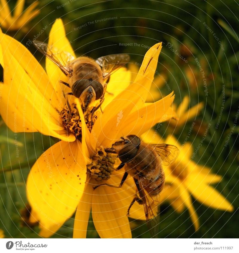 zusammen isst man weniger allein Biene Blume Staubfäden gelb Honig Insekt Sommer Frühling Zusammensein Blüte Nektar Natur Garten Pflanze paarweise Tierpaar