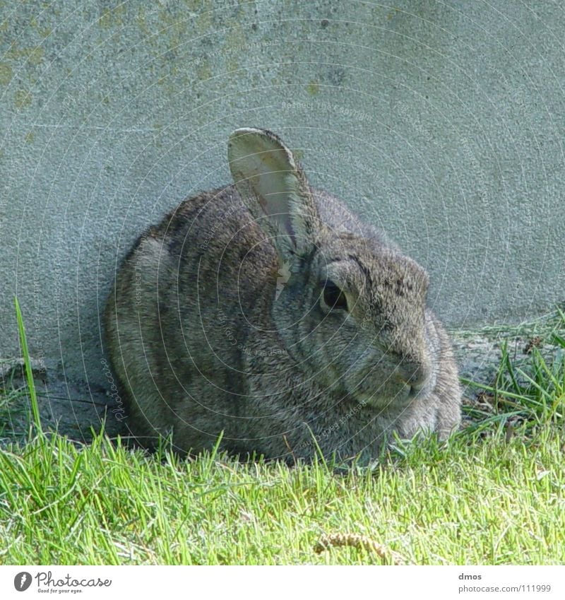 Ein Ohrenblick Hase & Kaninchen Hängeohr Frühling kalt Mantel Wiese Löffel Knäuel Säugetier Osterhase Häschen Fell kompakt Auge