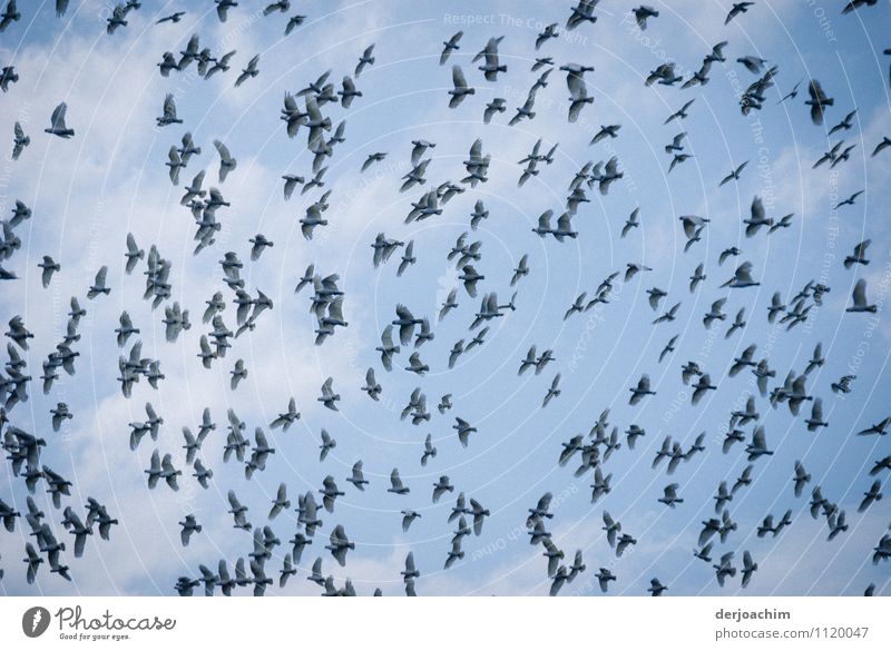 Ganz viele  Weiße Kakadus am blauen Himmel. exotisch Leben Sommer Natur Wolkenloser Himmel Schönes Wetter Park Queensland Australien Menschenleer Tier Schwarm