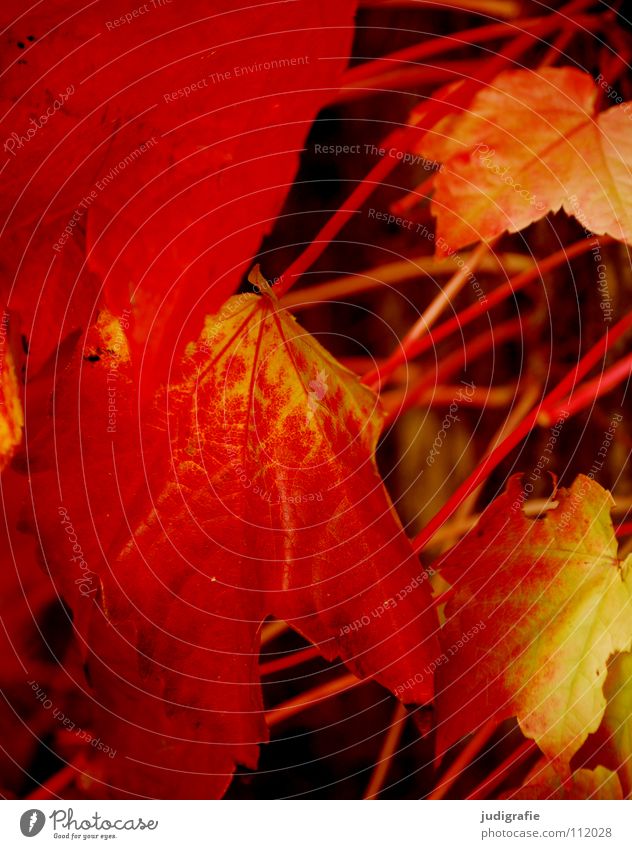 Herbst Blatt rot gelb Wachstum Farbe Wein Natur Stengel Strukturen & Formen