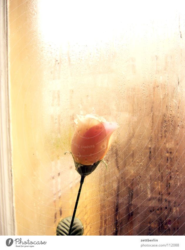 Montagsrose Rose Blume Fenster Glasscheibe durchsichtig Kondenswasser Feuchtgebiete Verkehrswege Nachbar Neugier Häusliches Leben Dekoration & Verzierung Herbst
