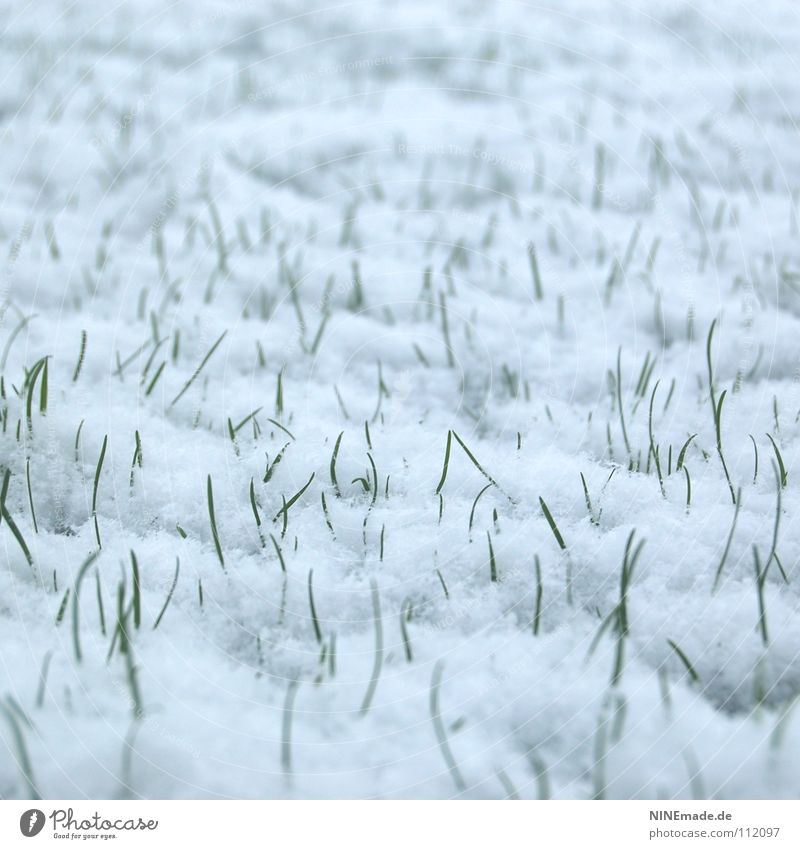 Stehplätze erfrieren Schnee Gras Wiese Winter weiß grün Halm kalt Eis Schneeflocke zudecken November Schneesturm Flocke stachelig piecken frisch Überleben