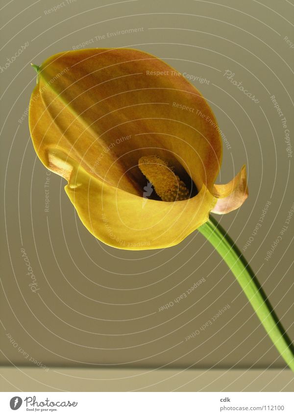 Callas in gelb | Blume mit Stil Pflanze Blüte grün schön groß mehrere außergewöhnlich Blühend aufgehen Wachstum gedeihen klassisch Lebewesen elegant Souvenir