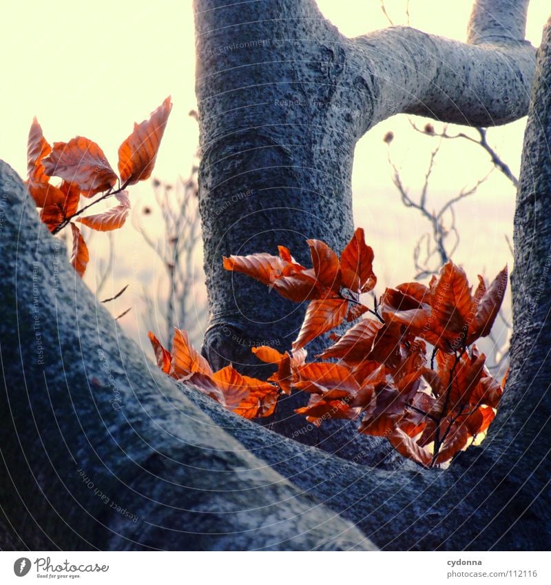 Herbst Blatt rot Baum Wald Tod Denken kalt Winter Licht Jahreszeiten Aktion Biologie beobachten Prozess Trauer Makroaufnahme Nahaufnahme Farbe färben Ende Natur