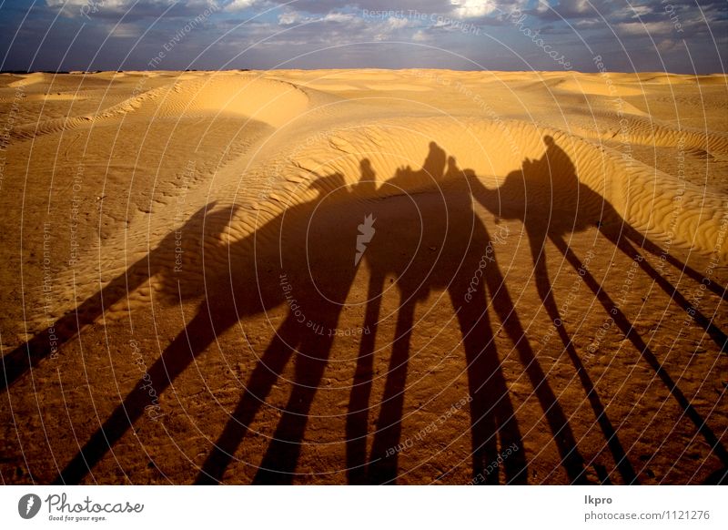 die wüste der sahara Sand Himmel Wolken Pfote braun gelb grau grün rot schwarz weiß douze gold Tunesien Sahara Camel Düne gekrümmt Menschen gewölbt kreisen