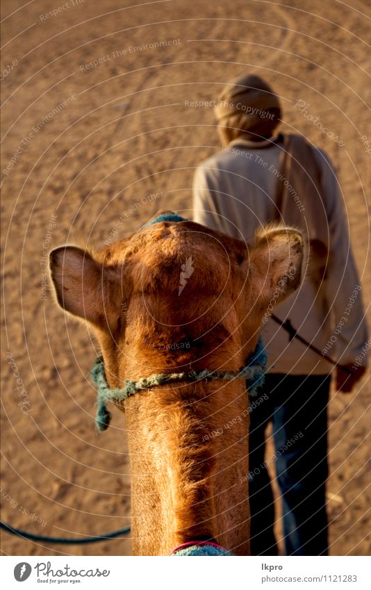 Menschen in der Mann Erwachsene Sand tragen braun gelb grau grün rot schwarz weiß douze gold Tunesien Sahara Camel Kopf wüst Düne gekrümmt gewölbt kreisen