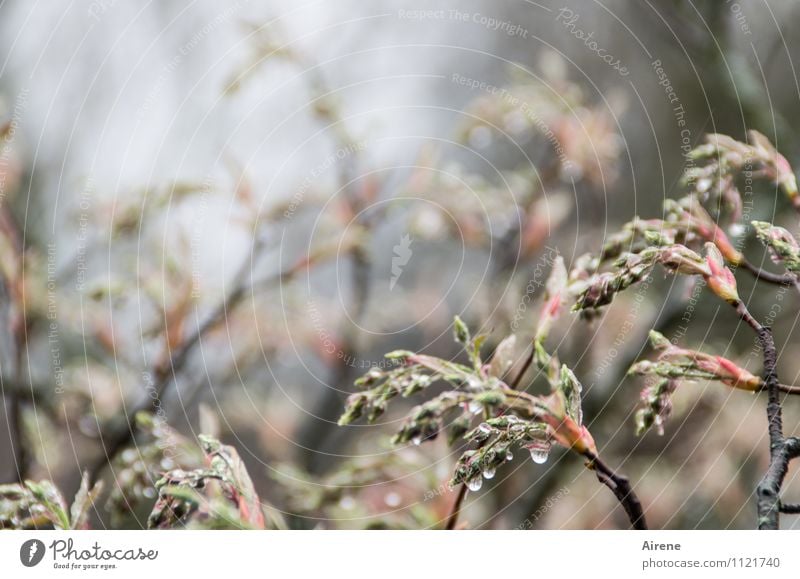 im Dickicht II Pflanze Urelemente Wasser Wassertropfen Frühling schlechtes Wetter Regen Baum Sträucher Zweig Blütenknospen Blattknospe Felsenbirne hängen