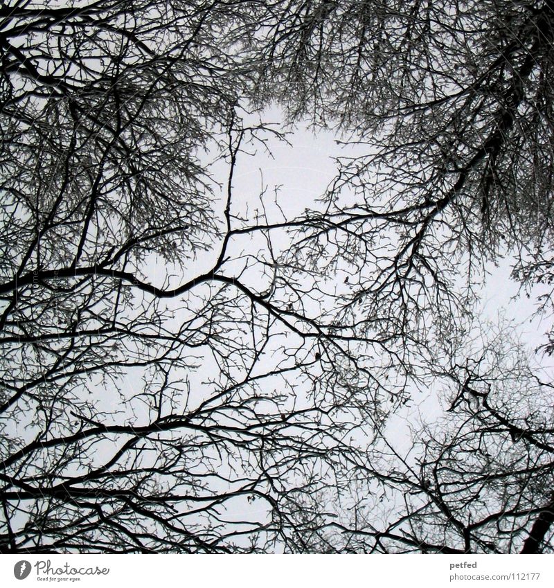 Baumkronen XIV Herbst Wald Blatt Winter schwarz weiß unten Wolken Himmel Ast Zweig Natur blau Schatten hoch fallen Wind