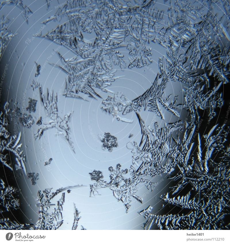 Eismorgen Pflanze Trauer Einsamkeit Winter kalt frieren erfrieren Eisblumen Eiskristall gefroren Morgen dunkel Blume Fenster Autofenster Kristallstrukturen