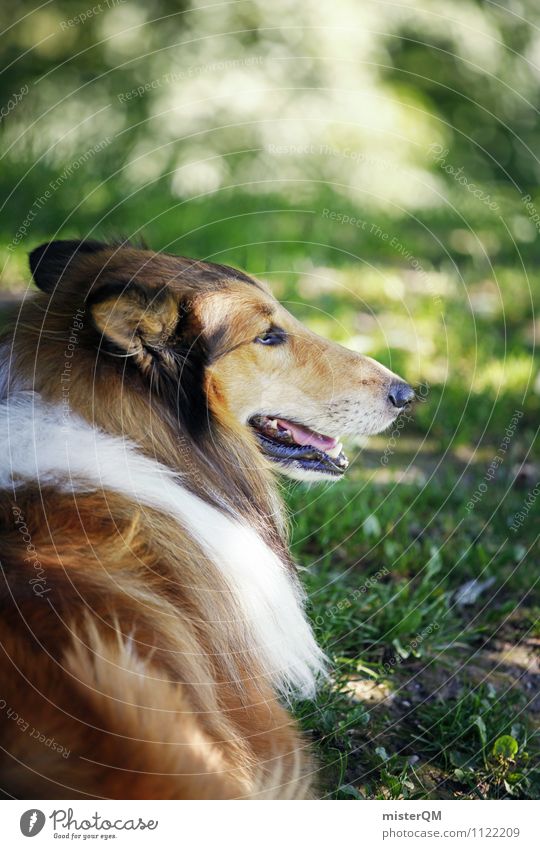 Osterhund. Kunst ästhetisch tierisch Tier Hund Windhund Außenaufnahme Haustier Wiese Park Gassi gehen Hundeblick Farbfoto Gedeckte Farben Nahaufnahme