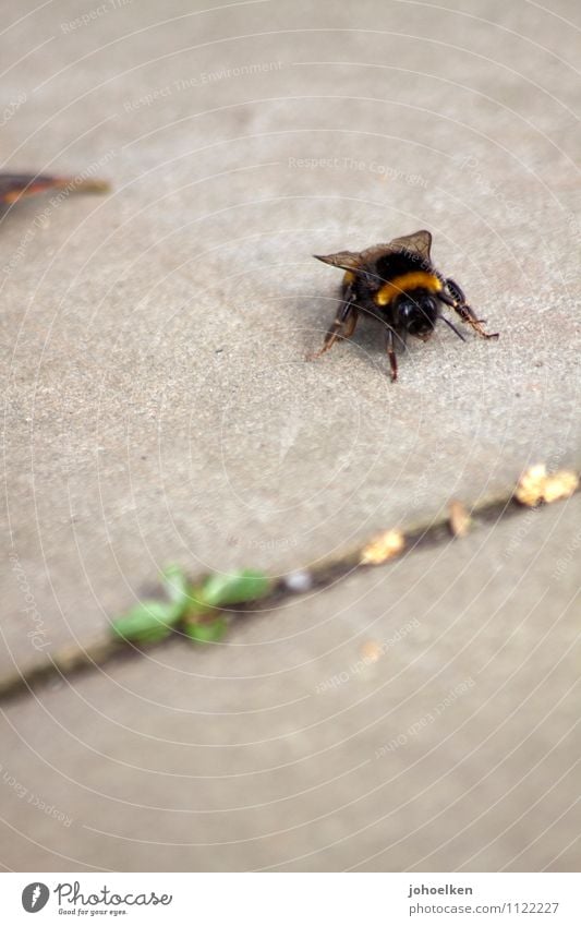 Nicht drauftreten! Terrasse Bürgersteig Tier Nutztier Wildtier Biene Hummel 1 Stein Beton Arbeit & Erwerbstätigkeit krabbeln dick gelb grau schwarz sanft