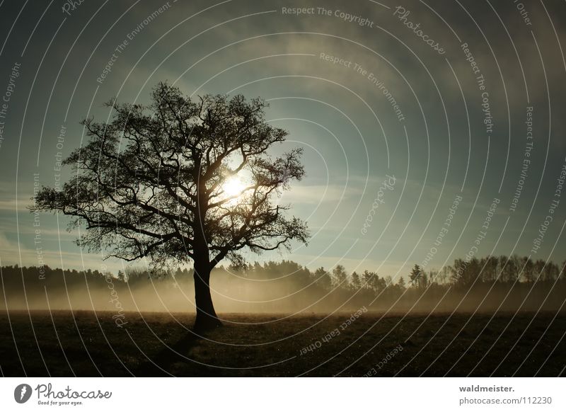 Baum im Nebel Wiese Romantik ruhig Sehnsucht Einsamkeit Sonne Himmel Landschaft Natur Müritz-Nationalpark
