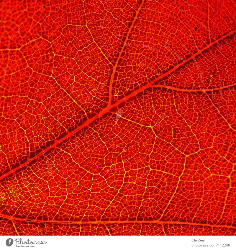 Herbstfarben.... Blatt Gefäße rot grün nass kalt Indian Summer Gegenlicht Leuchttisch Verfall zeitlos fallen Pflanze Nordwalde Makroaufnahme Nahaufnahme