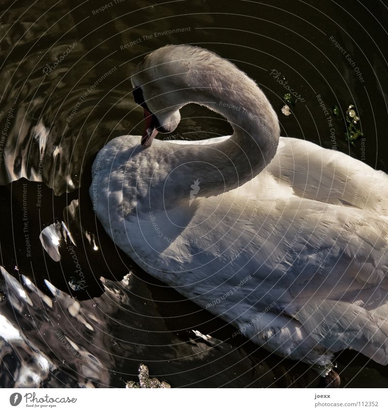 Weißer Schwan (Anschnitt)  im Wasser von oben 2 Angriff bedrohlich demütig drohen Entenvögel Feder gekrümmt Gewässer Höckerschwan See Sonnenuntergang