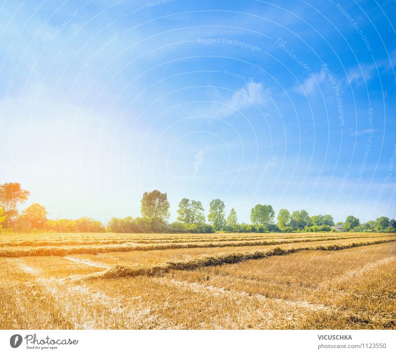 Sommer Feld mit Stroh Ernte Lifestyle Design Landwirtschaft Forstwirtschaft Natur Himmel Wolkenloser Himmel Herbst Schönes Wetter gelb Hintergrundbild