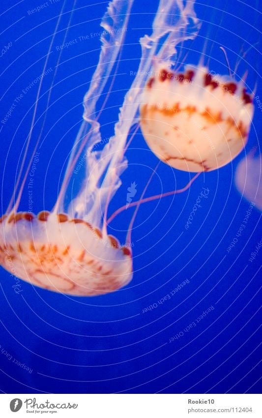 Fremde Welt 3 Qualle fremd Meer geheimnisvoll Aquarium unheimlich faszinierend leicht Leichtigkeit edel schön blau Bewegung Anmut Wasser