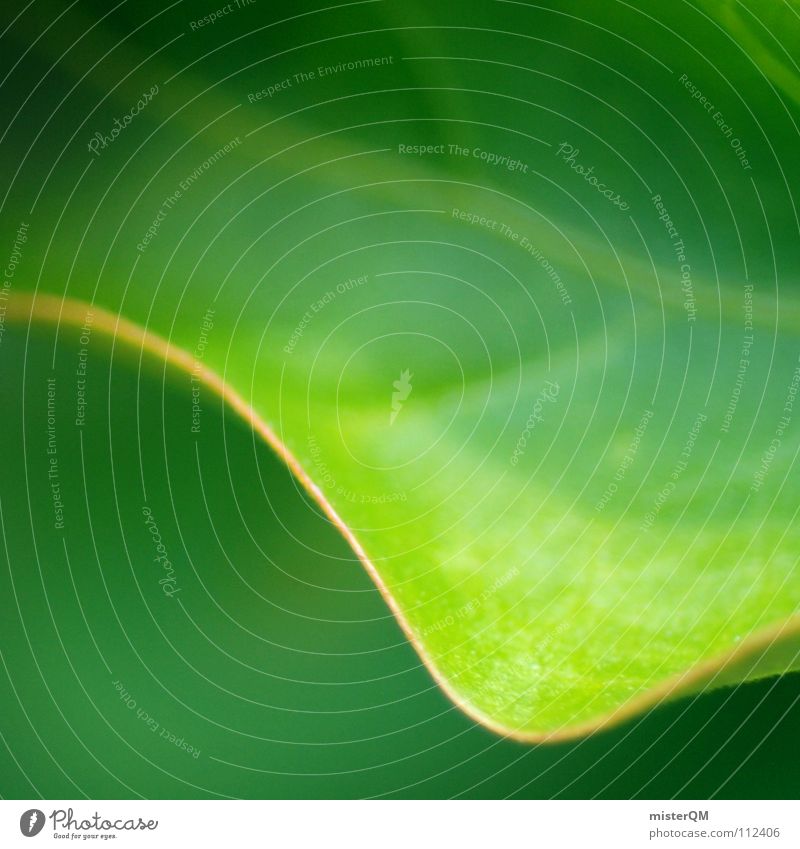 turn over a new leaf Blatt grün Natur ruhig träumen schön Beginn Erholung perfekt simpel Unschärfe Pflanze Wiese Sträucher Photosynthese Gefäße Versorgung