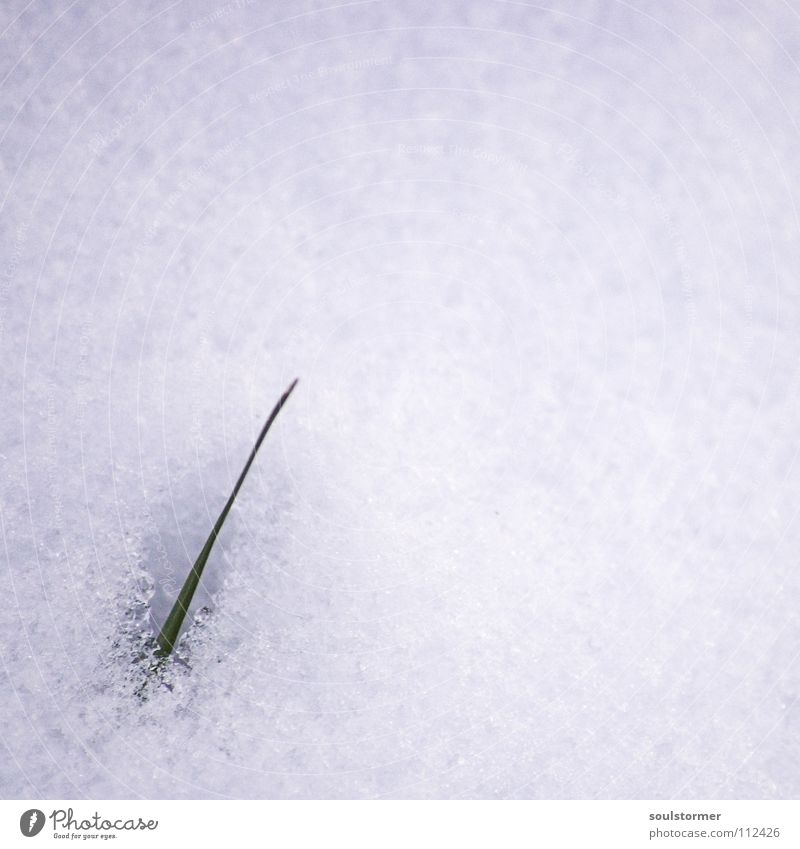Überlebenskünstler Flocke Schneedecke Halm weiß Strukturen & Formen Gras schön Wunsch standhaft Durchbruch Wolken schwarz grün Blume Pflanze Makroaufnahme