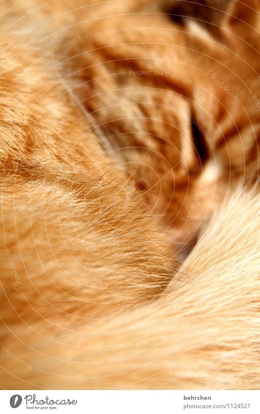 streichel mich! Katze Tiergesicht Fell berühren liegen schlafen träumen kuschlig niedlich schön orange Glück Zufriedenheit Vertrauen Sicherheit Schutz Tierliebe