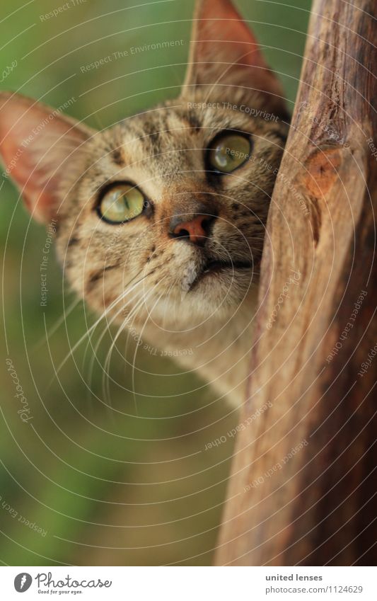 FF# Miau Tier Haustier Zufriedenheit Landraubtier Katze Katzenauge Katzenkopf Neugier Pirsch beobachten entdecken Farbfoto Gedeckte Farben Außenaufnahme