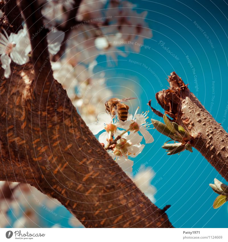 Blütenzweig mit Biene Natur Wolkenloser Himmel Frühling Schönes Wetter Baum Kirschblüten Zweig Ast 1 Tier Blühend ästhetisch blau weiß Honigbiene ansammeln