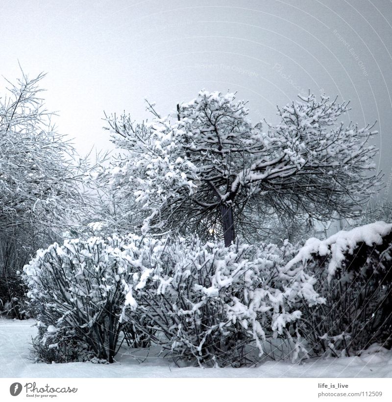 ich_will_sommer_SOFORT_!!! Winter kalt Baum weiß Schnee frieren Eis Frost Winterstimmung