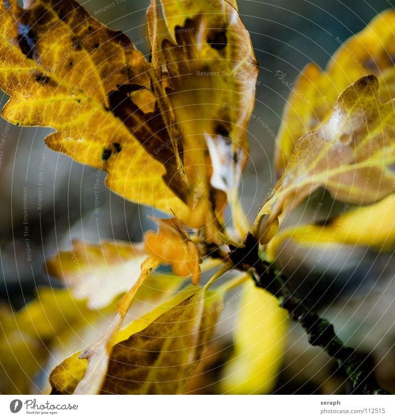 Eichenlaub Baum Eichenblatt Blatt Baumkrone Blätterdach Natur herbstlich Herbst Jahreszeiten Blattfaser Blattadern Blattgrün Farbe Färbung Pflanze Laubbaum Ast