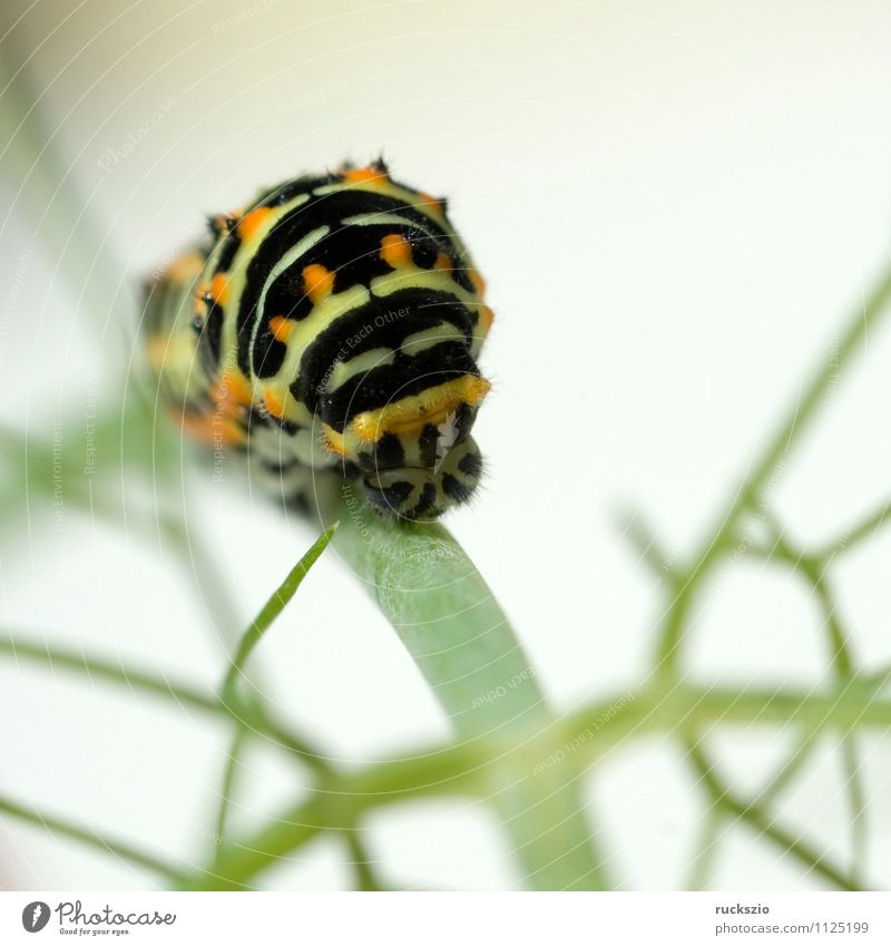 Raupe; Schwalbenschwanz; Wildtier Schmetterling frei gelb schwarz weiß Papilio machaon Tagfalter Insekt Edelfalter Fleckenfalter Edelschmetterling whitebox