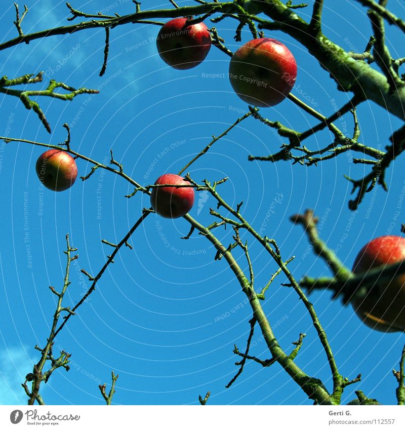 Schmuck am Baum Apfelbaum rot Lebewesen Herbst laublos himmlisch prächtig Wolken schlechtes Wetter himmelblau Apfelkompott Ernährung Obstbaum Gesundheit