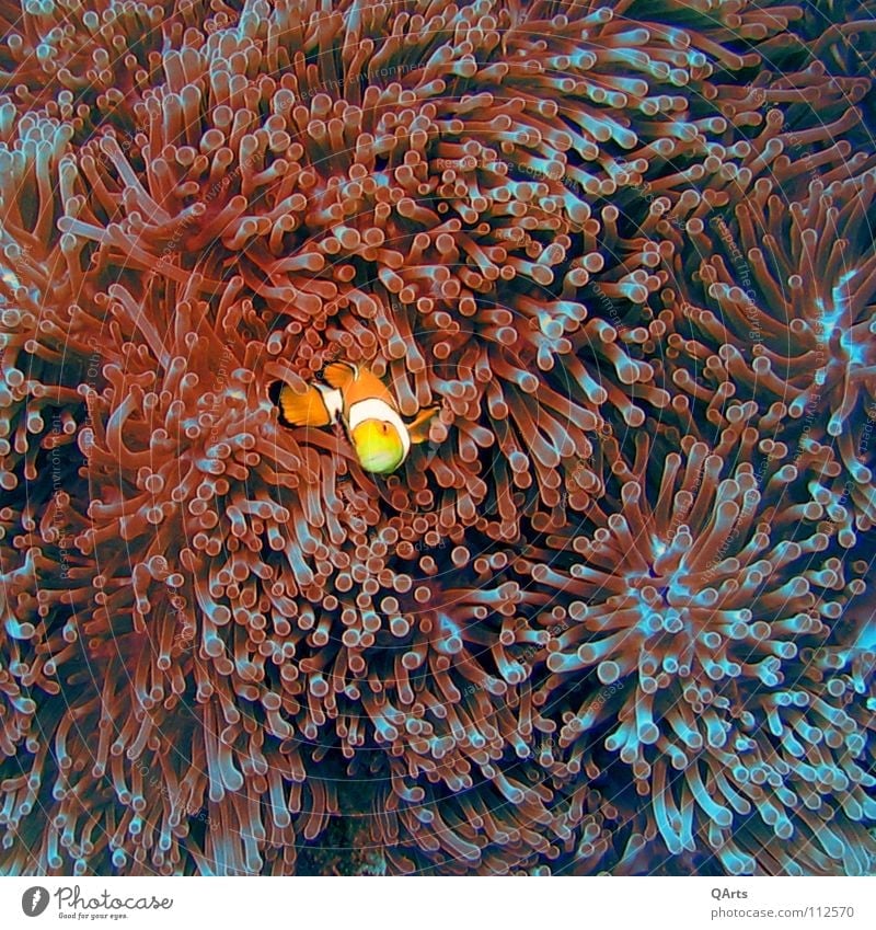 Nemo III Findet Nemo Clownfisch Rotmeer-Anemonenfisch Anemonenfische Seeanemonen Korallen Weichkoralle rot Meer Indischer Ozean Andamanensee Thailand tauchen