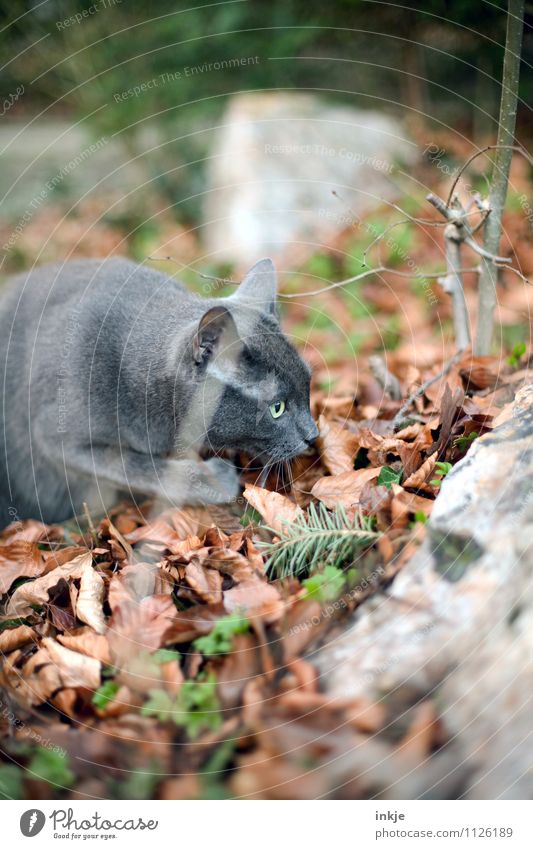 suchen Frühling Herbst Waldboden Blatt Garten Park Haustier Katze Tiergesicht Hauskatze 1 beobachten entdecken Blick natürlich Neugier Interesse Natur Suche