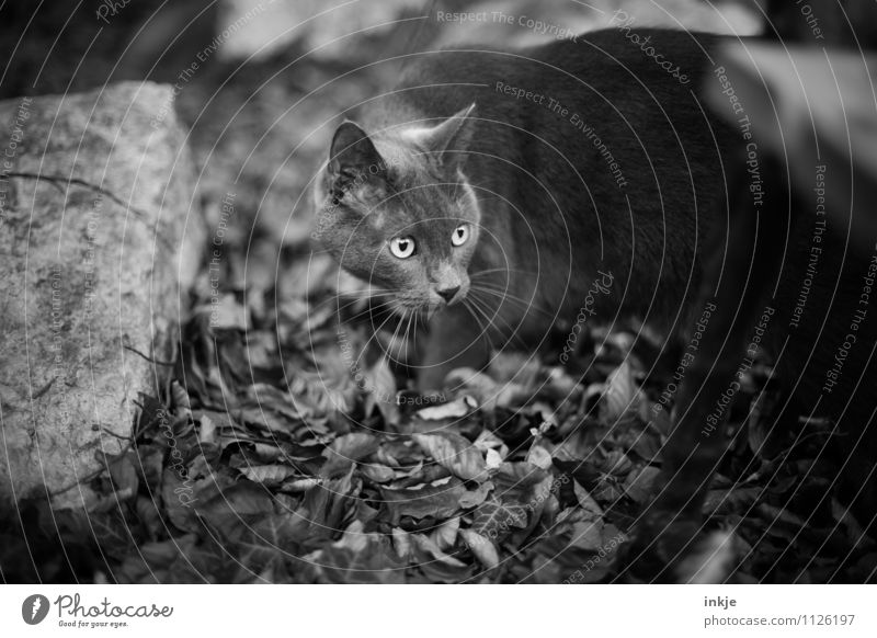 Instinkt: wach! Natur Herbst Waldboden Blatt Garten Park Haustier Katze Tiergesicht Hauskatze 1 Blick Gefühle Wachsamkeit Neugier Interesse Suche Trieb