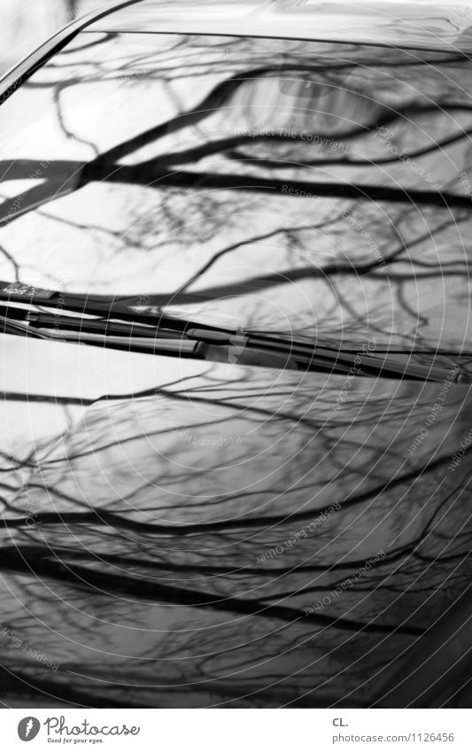 äste und zweige Umwelt Natur Herbst Baum Zweige u. Äste PKW Autofenster Motorhaube komplex Schwarzweißfoto Außenaufnahme abstrakt Strukturen & Formen